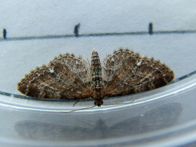 Common Pug